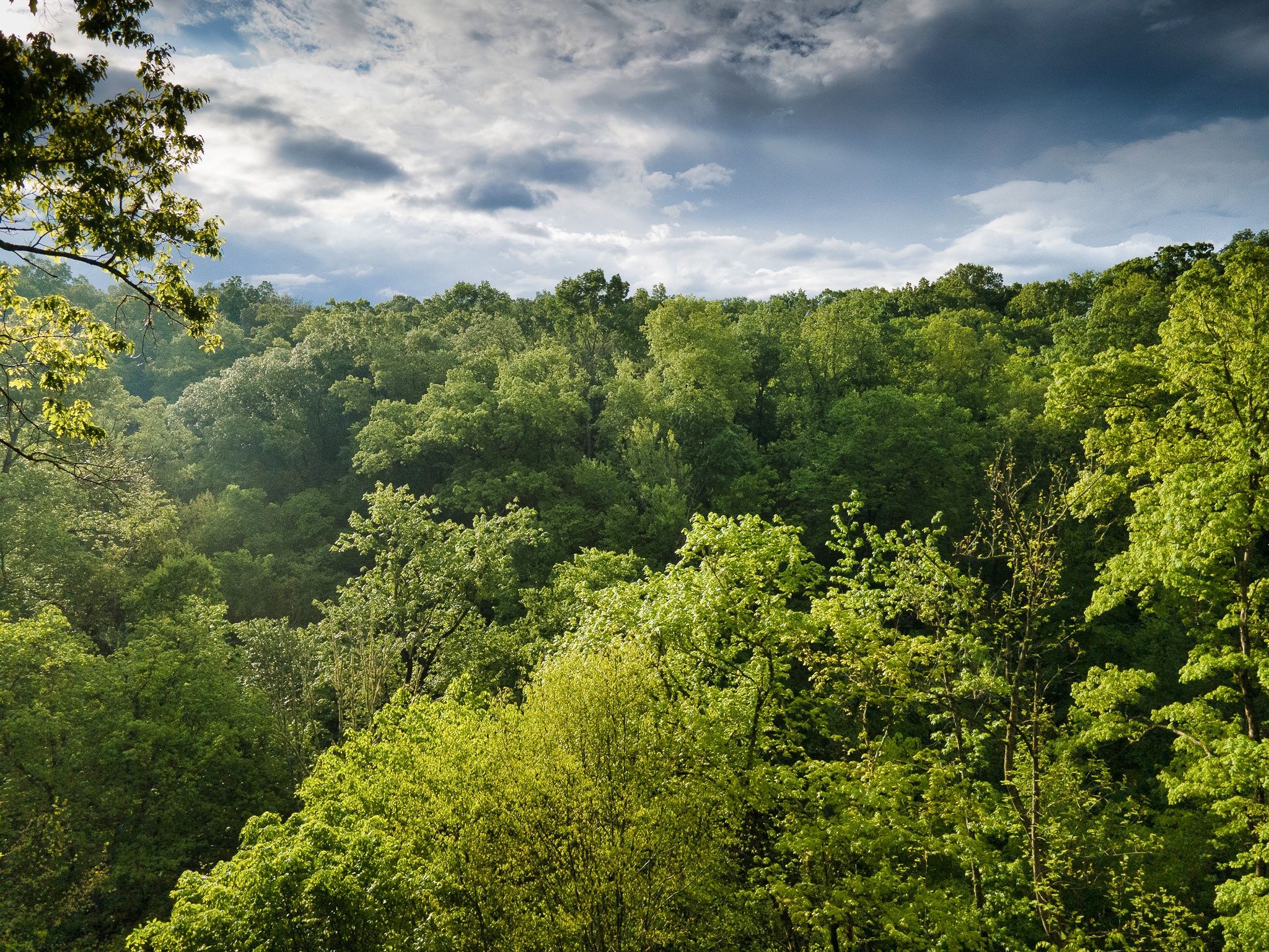 Smoky Mountains forest view from Rustic Rooster cabin Tennessee